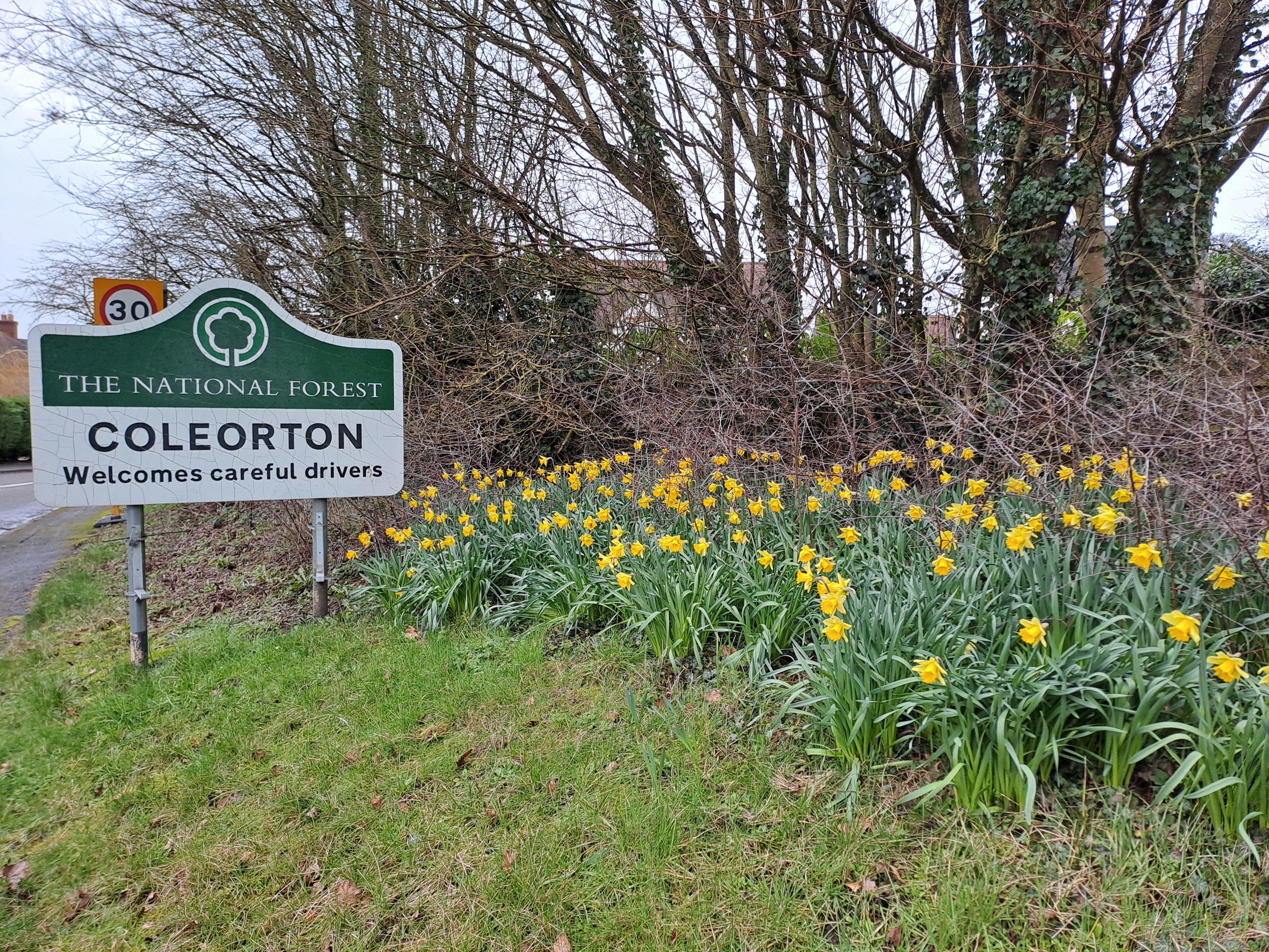 Daffs at Coleorton