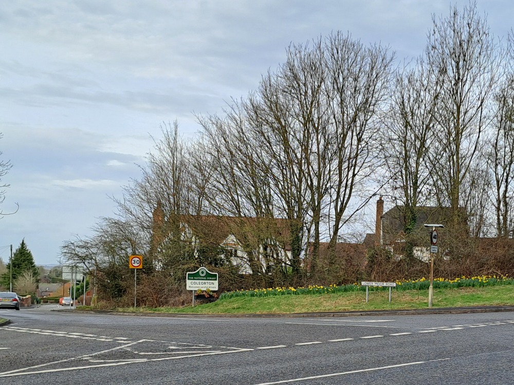 Daffs at Coleorton 1 February 2024