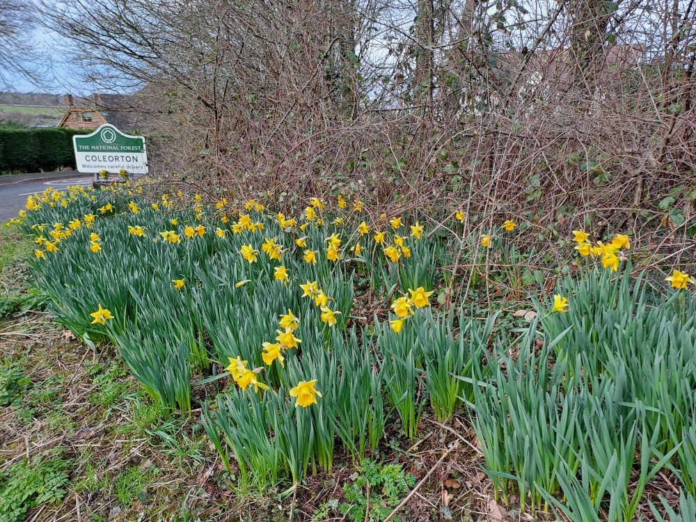 alt="Daffs