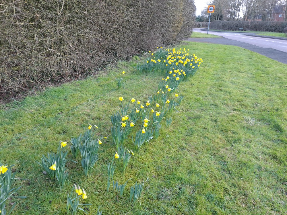 Daffs at Coleorton 25 January 2025