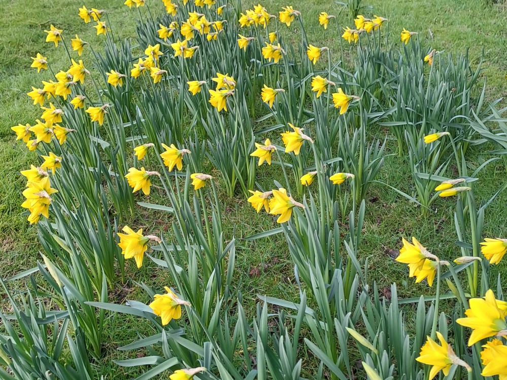Daffs at Coleorton 25 January 2025