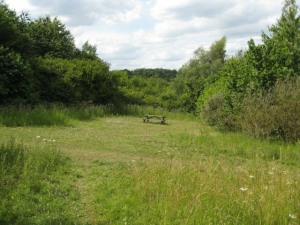 Coleorton Wood in 2010