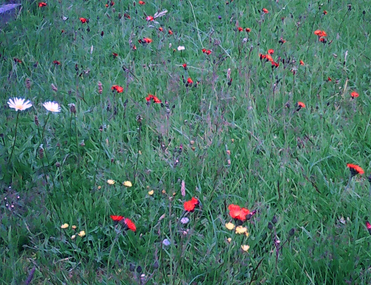 Wild flowers at St John's Chapel