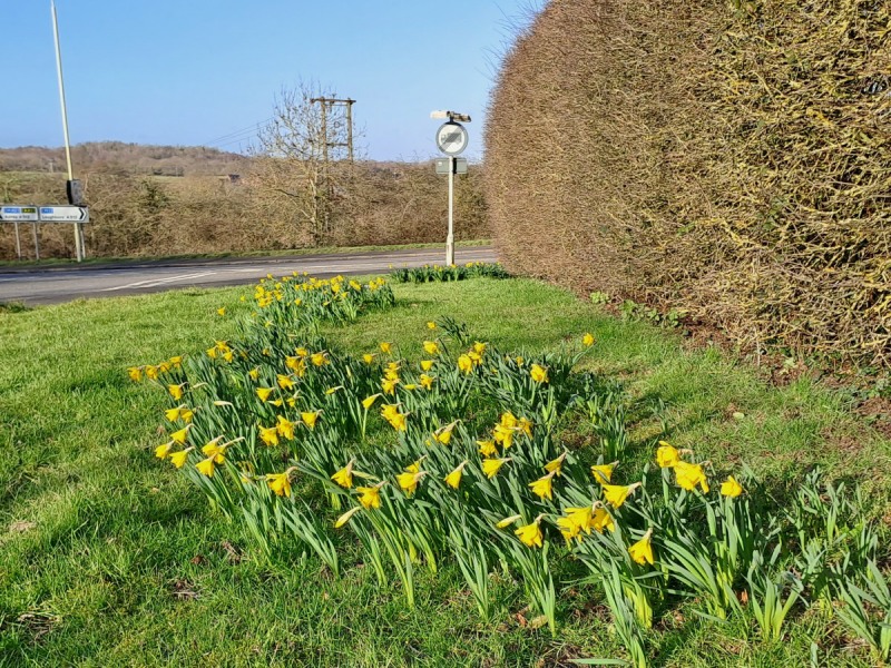 Daffs at Coleorton 31 January 2023