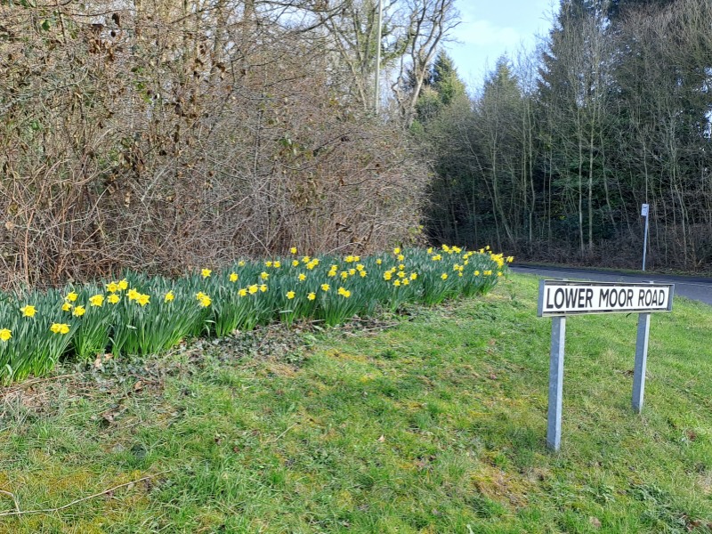 Daffs at Coleorton 15 February 2023