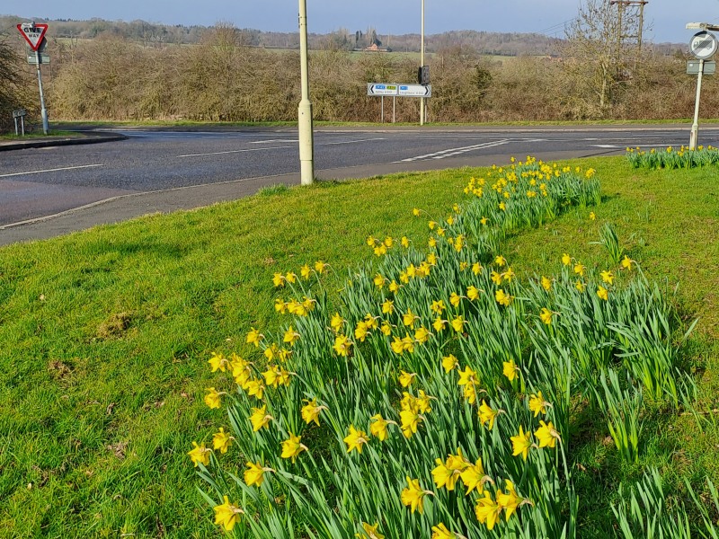 Daffs at Coleorton 15 February 2023