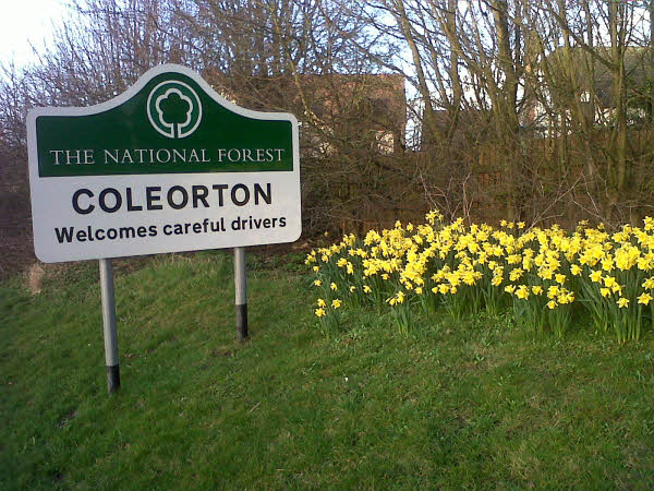 Daffodils on the A512 at Coleorton