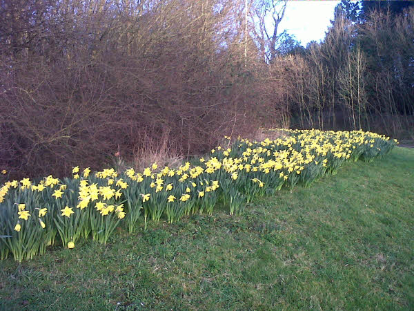 Daffodils on the A512 at Coleorton