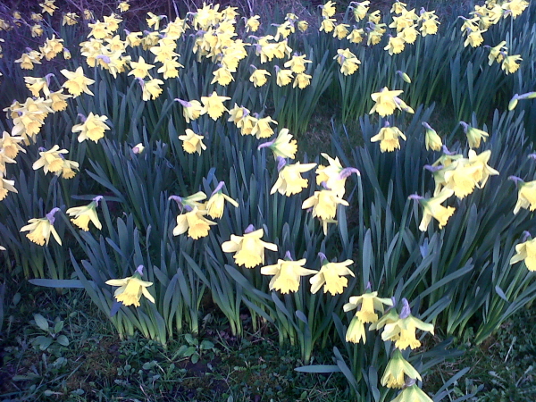 Daffodils on the A512 at Coleorton