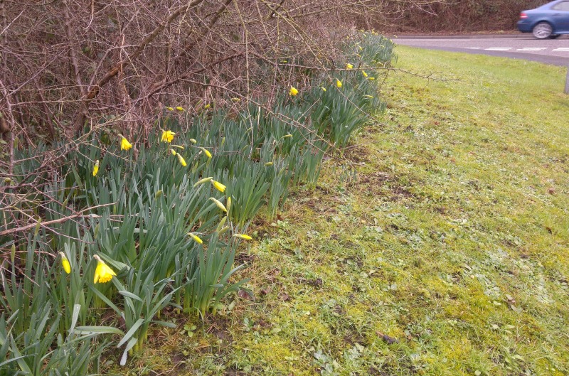 Daffs at Coleorton January 31 2021