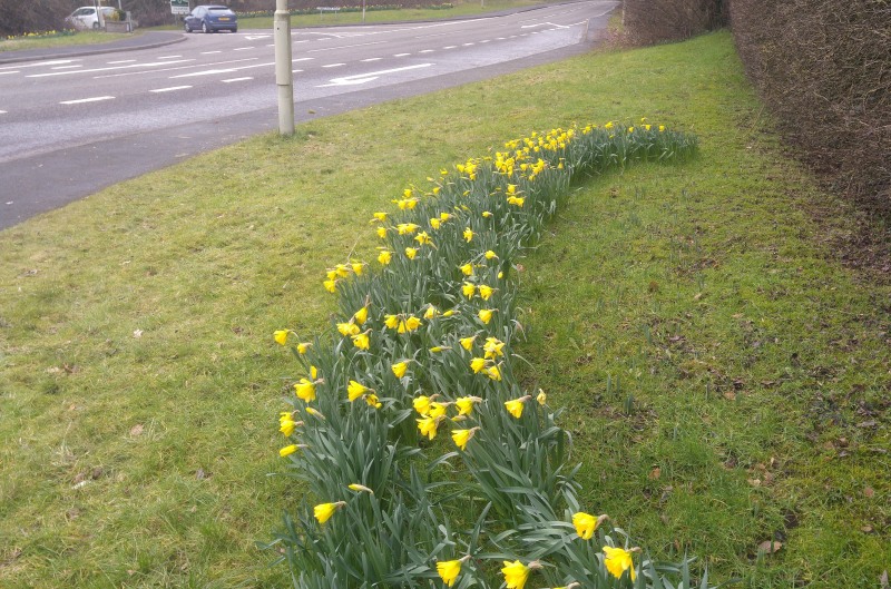 Daffs at Coleorton February 2021