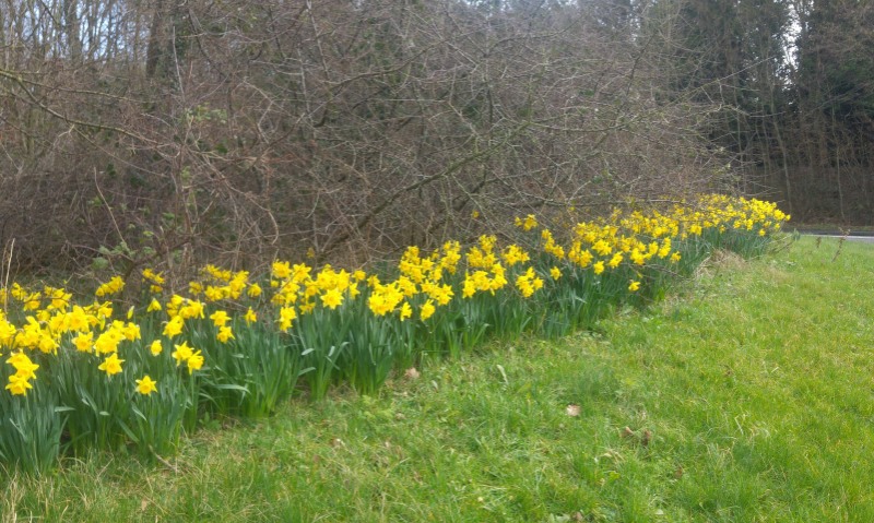 Daffs at Coleorton 16 February 2022