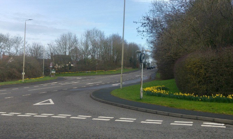 Daffs at Coleorton 16 February 2022