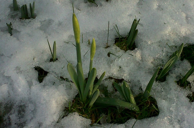 Daffs at Coleorton December 2014