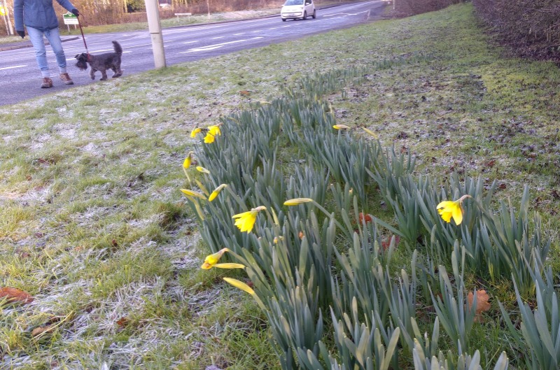 Daffs at Coleorton January 7 2018