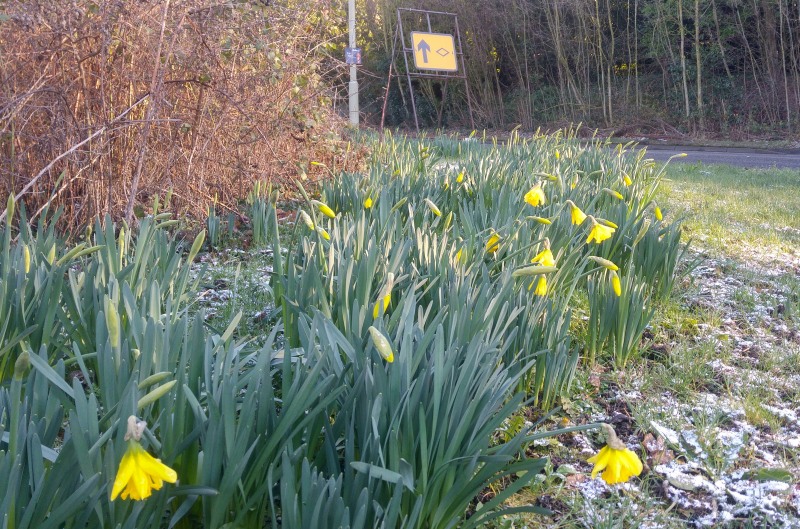 Daffs at Coleorton January 17 2019