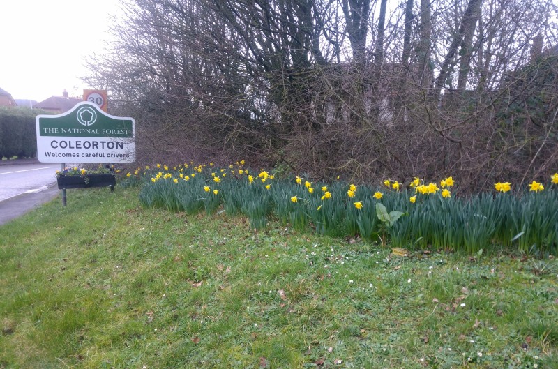 Daffs at Coleorton January 30 2020