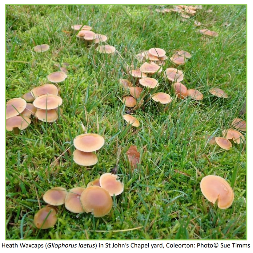 Heath waxcaps