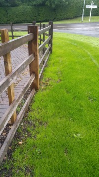 Re-sown grass bythe Millennium Garden