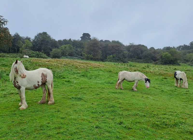 ponies in Coal Pit Close